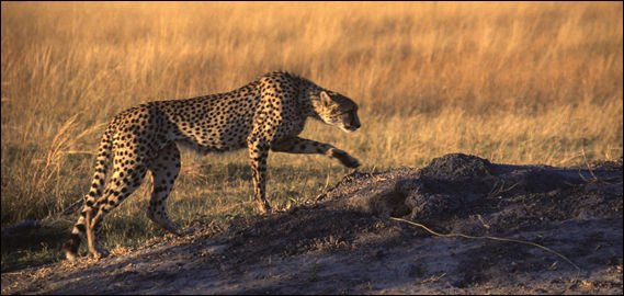 Cheetah on the prowl